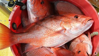 Louisiana Private Recreational Red Snapper Season Set to Open