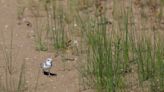 Piping plover chick roaming Montrose Beach revealed to be a relative of Chicago’s beloved Monty