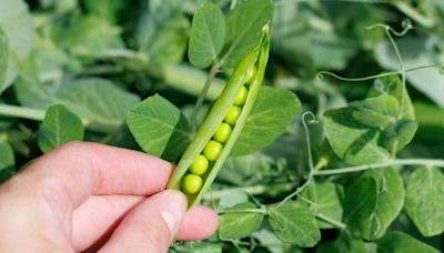 How do you grow garden peas from the seed?