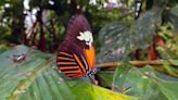 Borboleta amazônica surgiu do cruzamento entre duas espécies