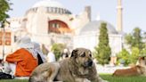 Turkish legislators hold tense debate on bill to control stray dogs. Critics fear a mass culling