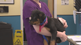 Veterinarians seeing rise in parvovirus cases across Kansas City