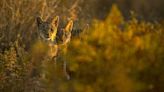 The Iberian lynx is back from the brink of extinction, thanks to conservation efforts | Texarkana Gazette