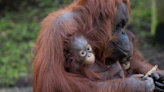 Virginia Zoo Celebrates the Birth of 'Critically Endangered' Bornean Orangutan