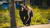 Radio station, photographer captures intense moments of bear wandering through Ludington