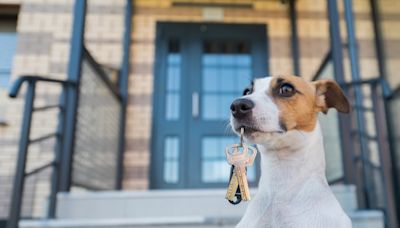 Las mejores ciudades en EE.UU. para inquilinos más obsesionados con los perros - El Diario NY