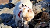 Louis, el gato que pasó a la historia al escalar las tres montañas más altas de Reino Unido