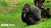 Building work under way for new gorilla house at Jersey Zoo