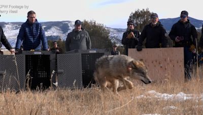 It's not if, but when, wolves will return to Rocky Mountain National Park