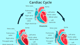 Pulse Pressure Predictions: What Ranges Suggest About Your Health