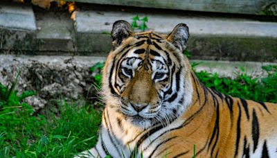 Thor, rescued tiger at Crown Ridge Sanctuary, turns 22