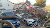 Gusty winds topple trees in SLO County as Weather Service issues alert