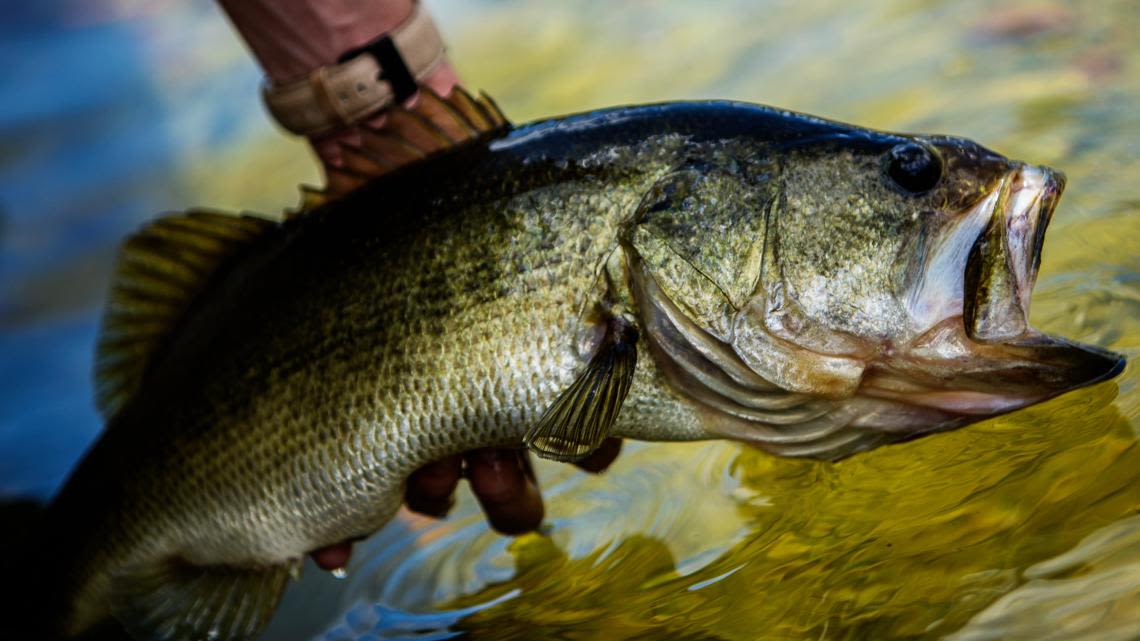 New name, same fish: FWC announces new name for Largemouth bass