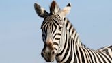 Zebra caught after 6 days on the run