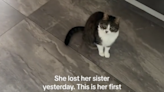 Tears at how cat reacts on first morning after losing sister: "Broken"