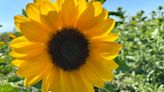 Soak up the sun at the Sunflower Festival in Pasco County this weekend