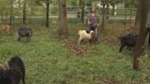 Goats! Chicago suburb welcomes herd of goats to help clear out weeds