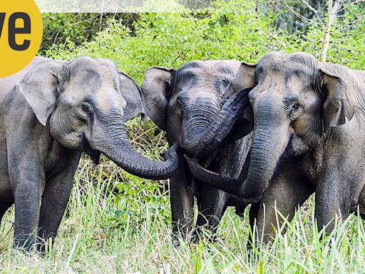 What elephants talk when we aren’t listening