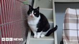 'Unwanted' cat finds home after viral TikTok video