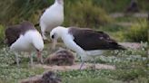 Old But Bold: World's Most Ancient Wild Bird Still Looking For Love » Explorersweb