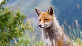 If You See a Fox, Here's the True, Unexpected Significance of Them Appearing in Your Life