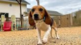 4,000 Former Research Beagles Moving from Virginia Facility to Shelters to Find Forever Homes