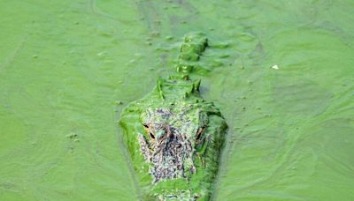 Blue-green algae health alert for St. Johns River: Here's what you need to know