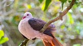 Le pigeon rose, ce drôle d'oiseau cousin du dodo, est toujours vivant