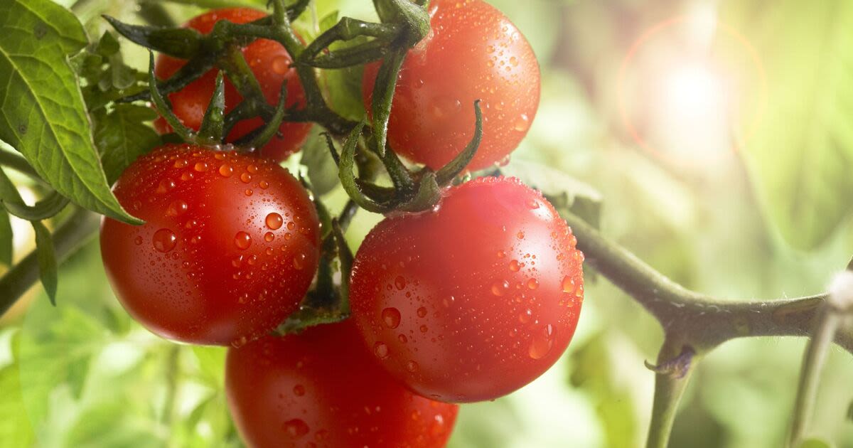 Tomatoes will ripen and turn red faster with 10p method Monty Don swears by