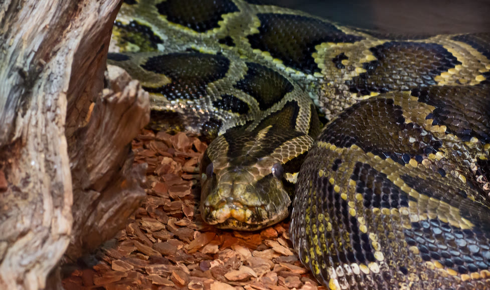 Man stopped at Hong Kong customs with 100 live snakes down his pants