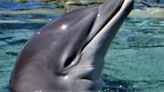 University of Florida scientists discover a dolphin with highly pathogenic avian influenza