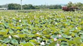 「及時雨」報到 白河蓮花季揭幕