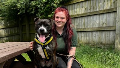 Leicestershire forever home sought for Staffy who could be anyone's 'snuggle buddy'