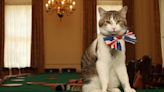 Conheça o gato Larry, guardião da residência do governo britânico que receberá novo primeiro-ministro - Imirante.com