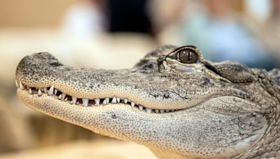 Is Wally the emotional support alligator still alive? Why his handler doubts a reunion