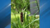 Cicadas thrive in Heartland's ideal conditions, expected to disappear by end of June