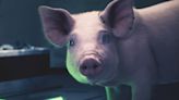 This space RPG from Mass Effect veterans already had my attention, but thanks to this hyper-intelligent pig with a 10,000-word vocabulary, it now has my curiosity