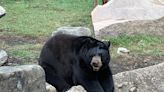 Rowan Wild black bear Ruff dies - Salisbury Post