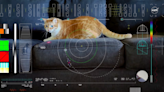 Taters the cat stars in first 'ultra-HD' video sent from deep space