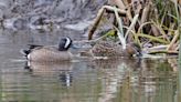 Rare blue-winged teal spotted attempting to breed in East Yorkshire - a UK first