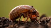 Cicadas may emerge earlier in Illinois as climate changes, experts say