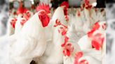 Exportações de carne de frango totalizam 2,5 milhões de toneladas, aponta ABPA