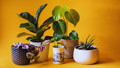7 Plants You Should Avoid Keeping at Home According to Vastu