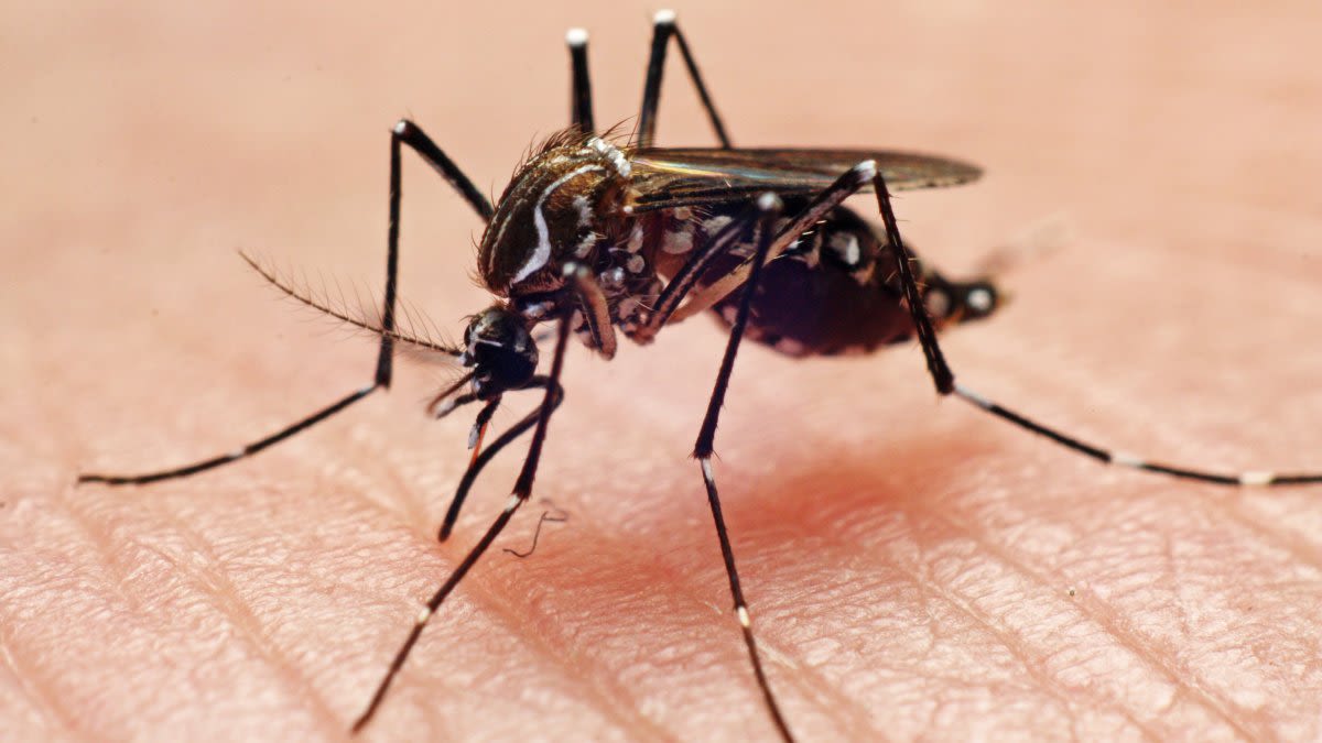 Los Angeles County now has 3 locally acquired dengue cases