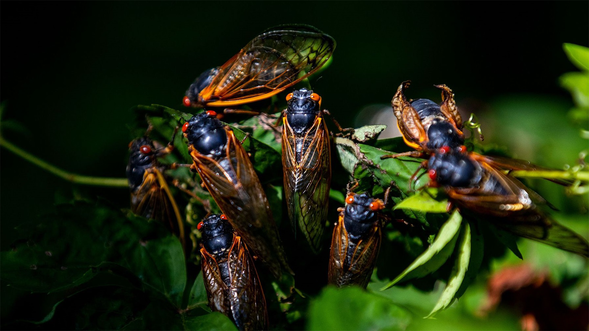 ‘As loud as a lawn mower’: What to expect from the historic cicada emergence - Boston News, Weather, Sports | WHDH 7News