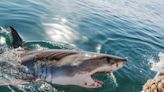 Woman pushing "biting" shark away from boat with bare hands shocks internet