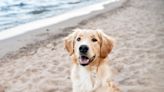 Golden Retriever Taking a Jet Ski Ride with Grandpa Is the Picture of Happiness