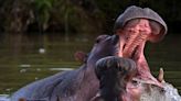 Colombia plans to sterilize, deport, and kill Pablo Escobar's feral hippos that are running rampant