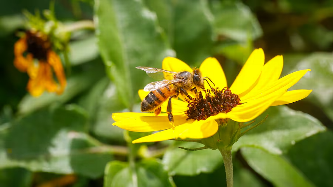 Are pollen allergies in Florida worse this year? Is climate change to blame?