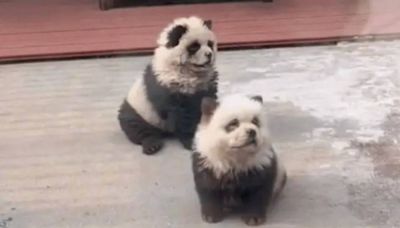 遊客排隊打卡「熊貓犬」！大陸動物園認了：鬆獅犬染的 原因曝光